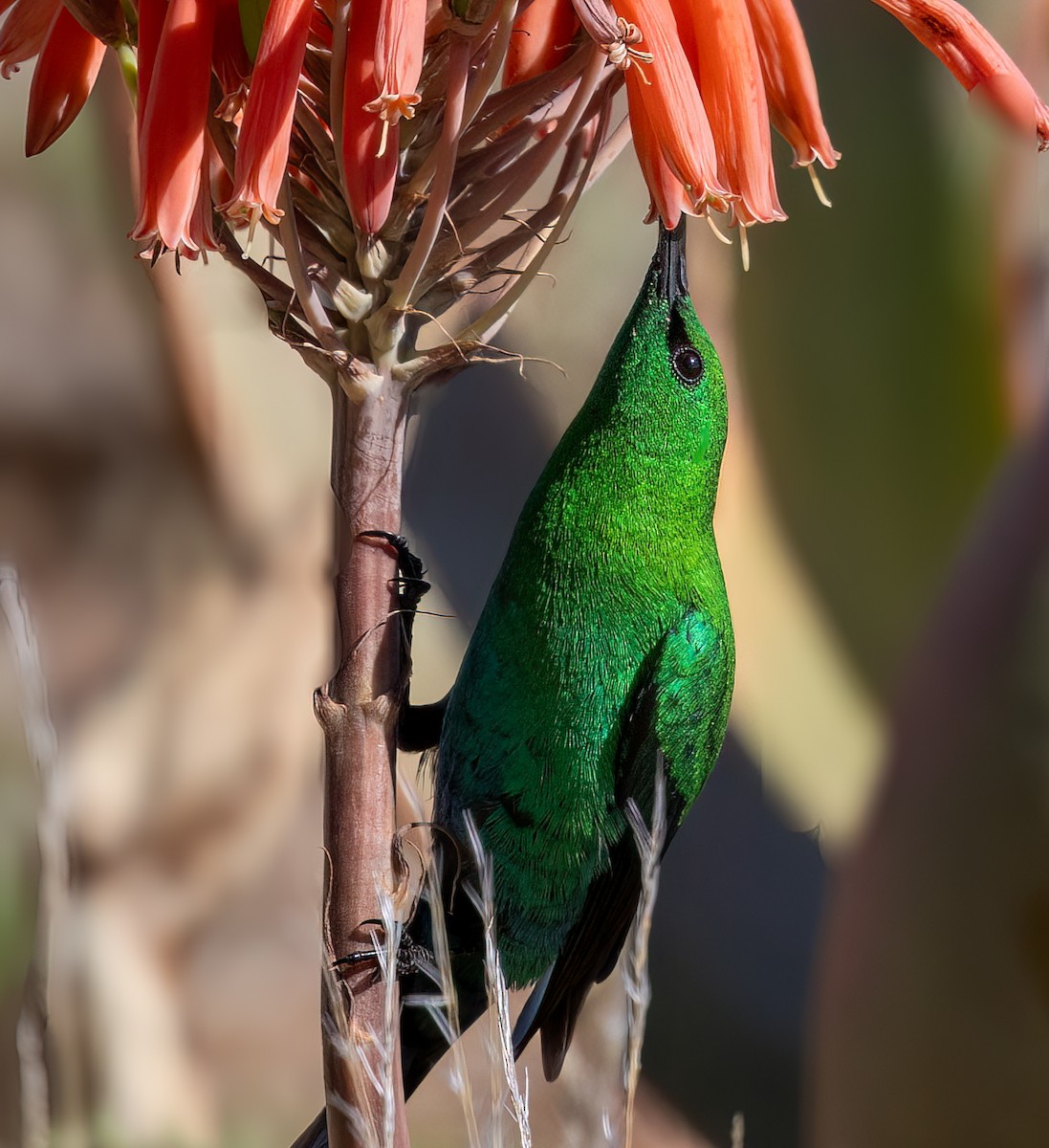 Malachite Sunbird - ML646777003