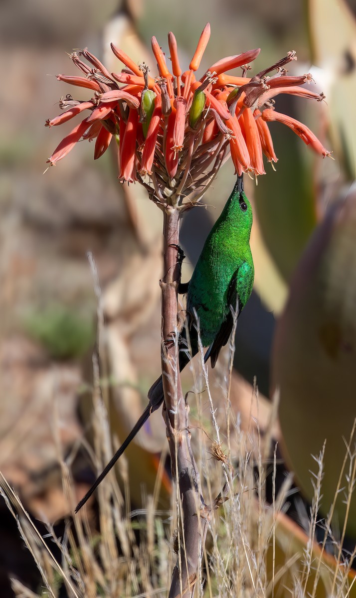Malachite Sunbird - ML646777004