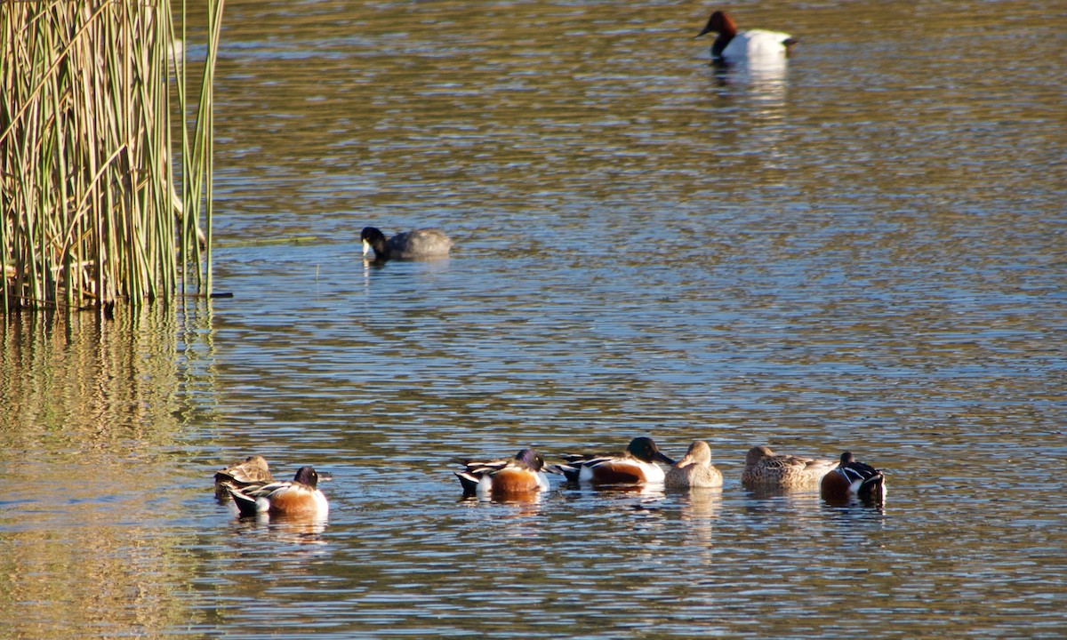 Широконоска - ML646777006