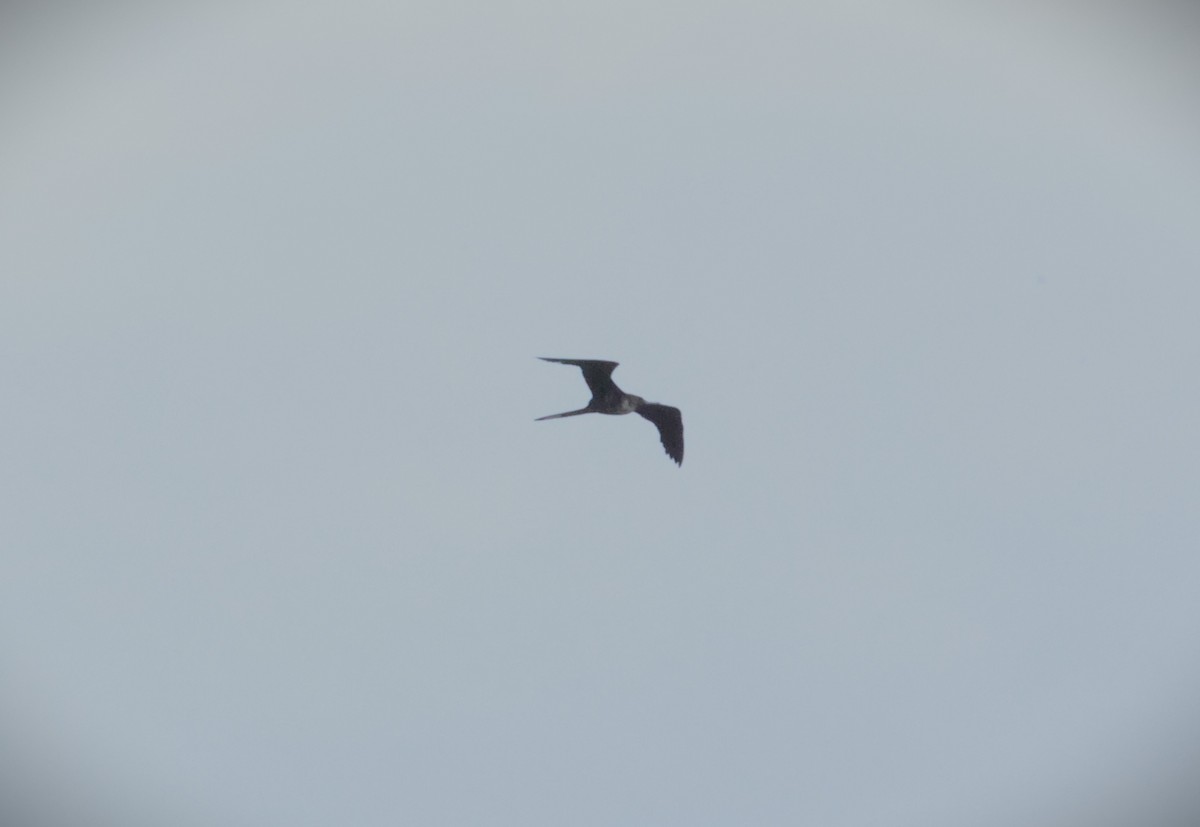 Magnificent Frigatebird - ML646777007