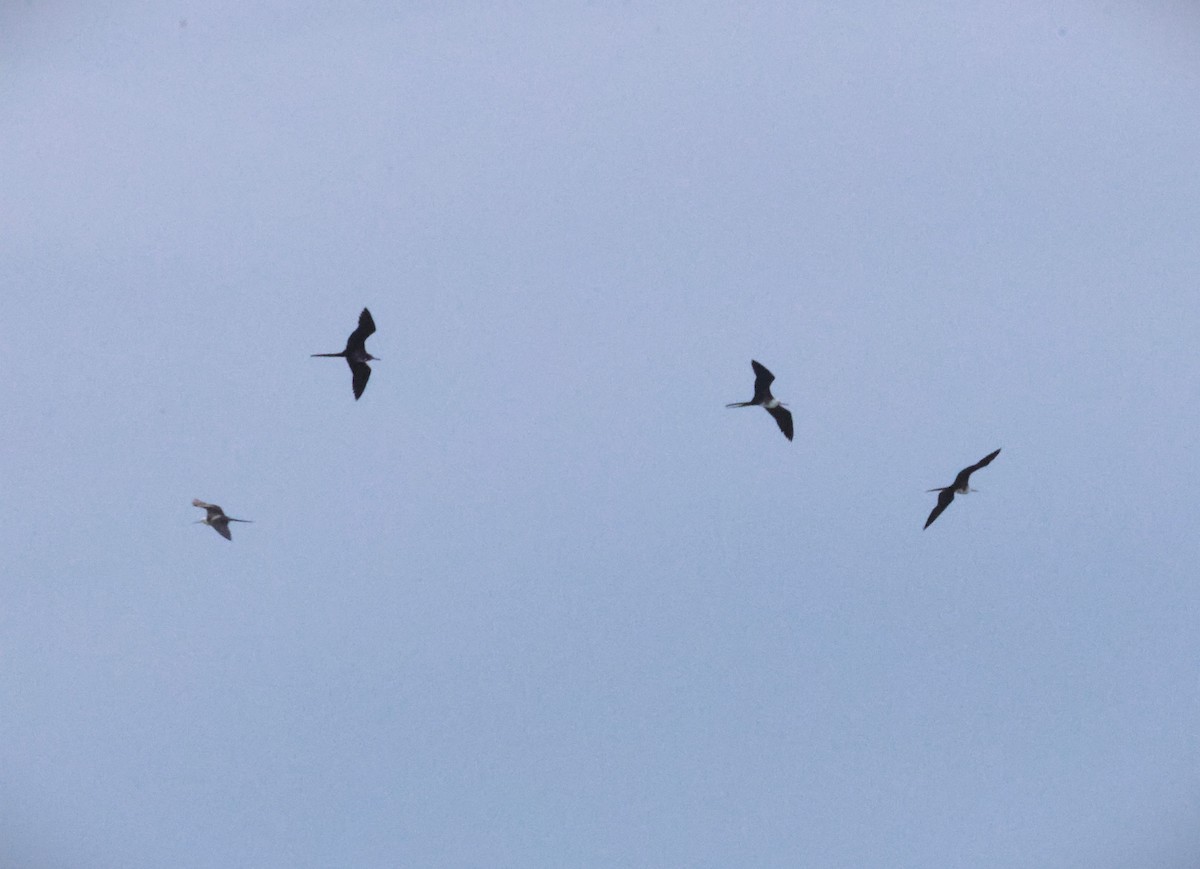 Magnificent Frigatebird - ML646777009