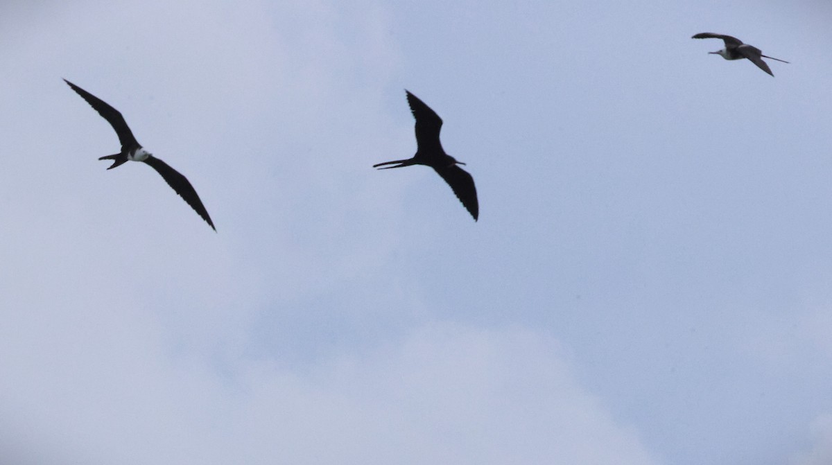 Magnificent Frigatebird - ML646777010