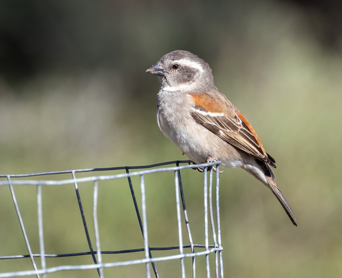 Cape Sparrow - ML646777012