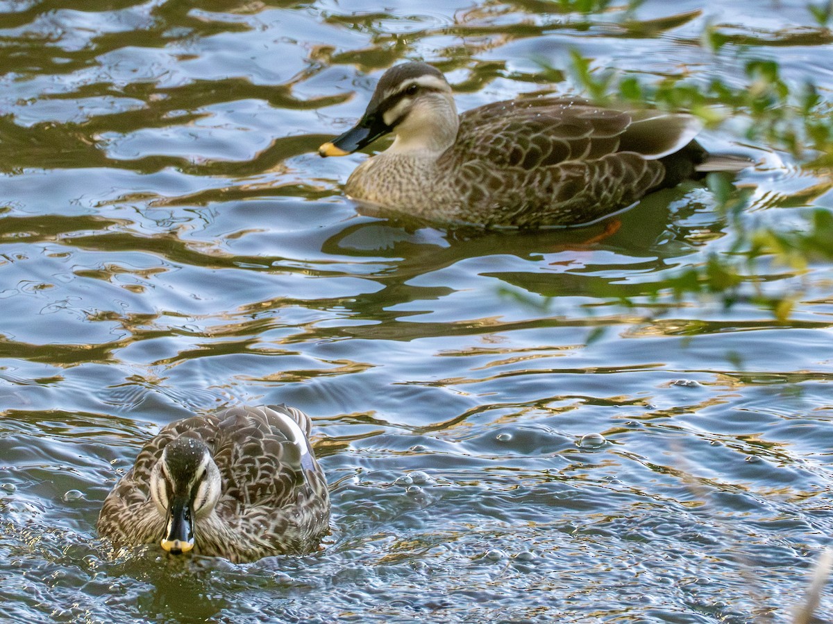 China-Fleckschnabelente - ML646777013