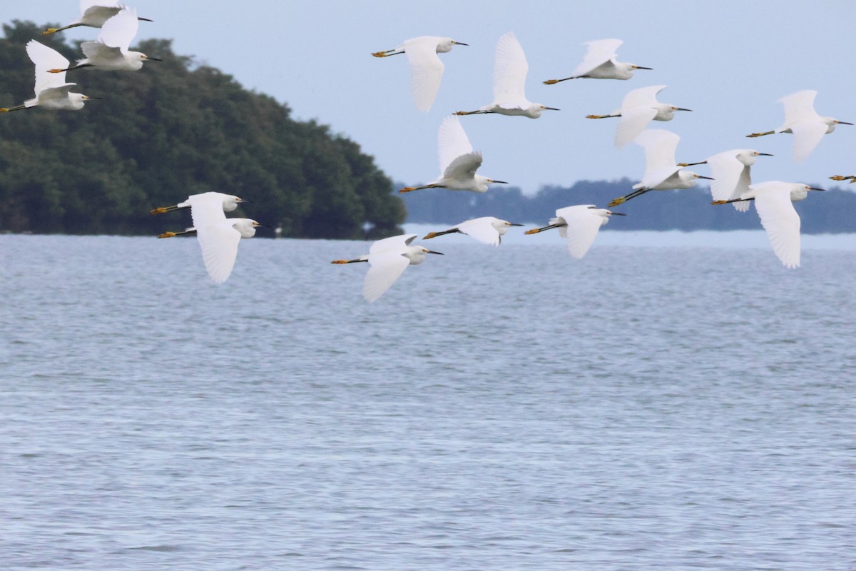 Snowy Egret - ML646777017