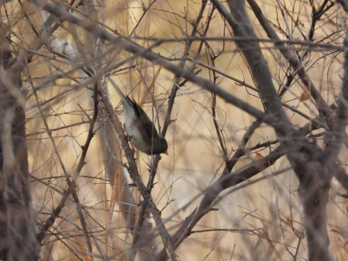 Dark-eyed Junco - ML646777018