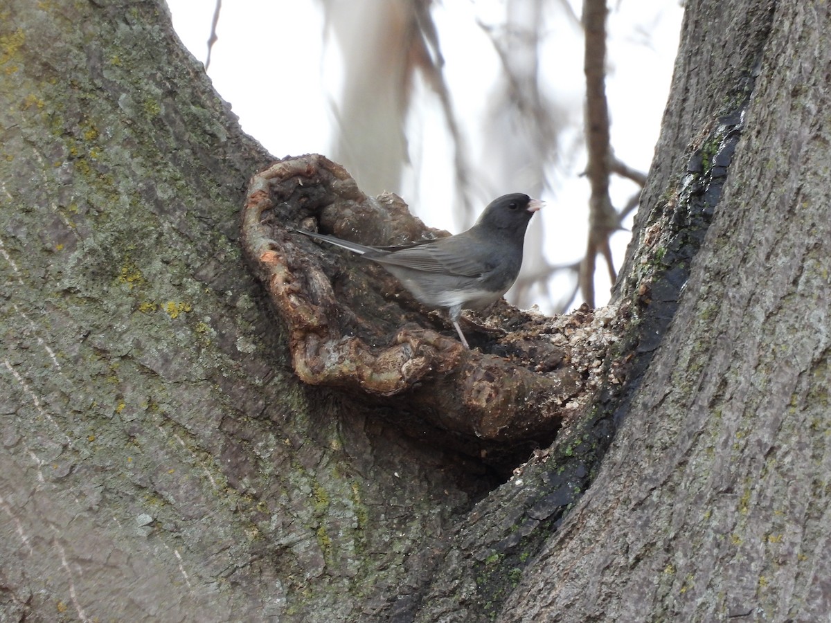 Dark-eyed Junco - ML646777019