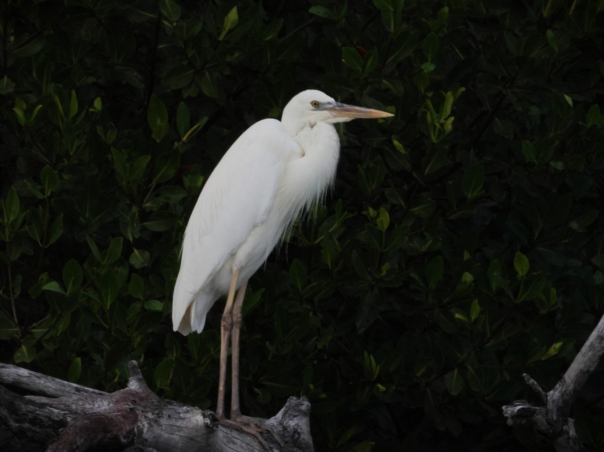 Great Blue Heron (Great White) - ML646777021