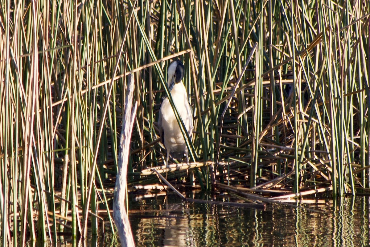 Кваква - ML646777026