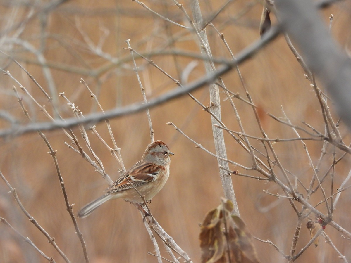 American Tree Sparrow - ML646777027