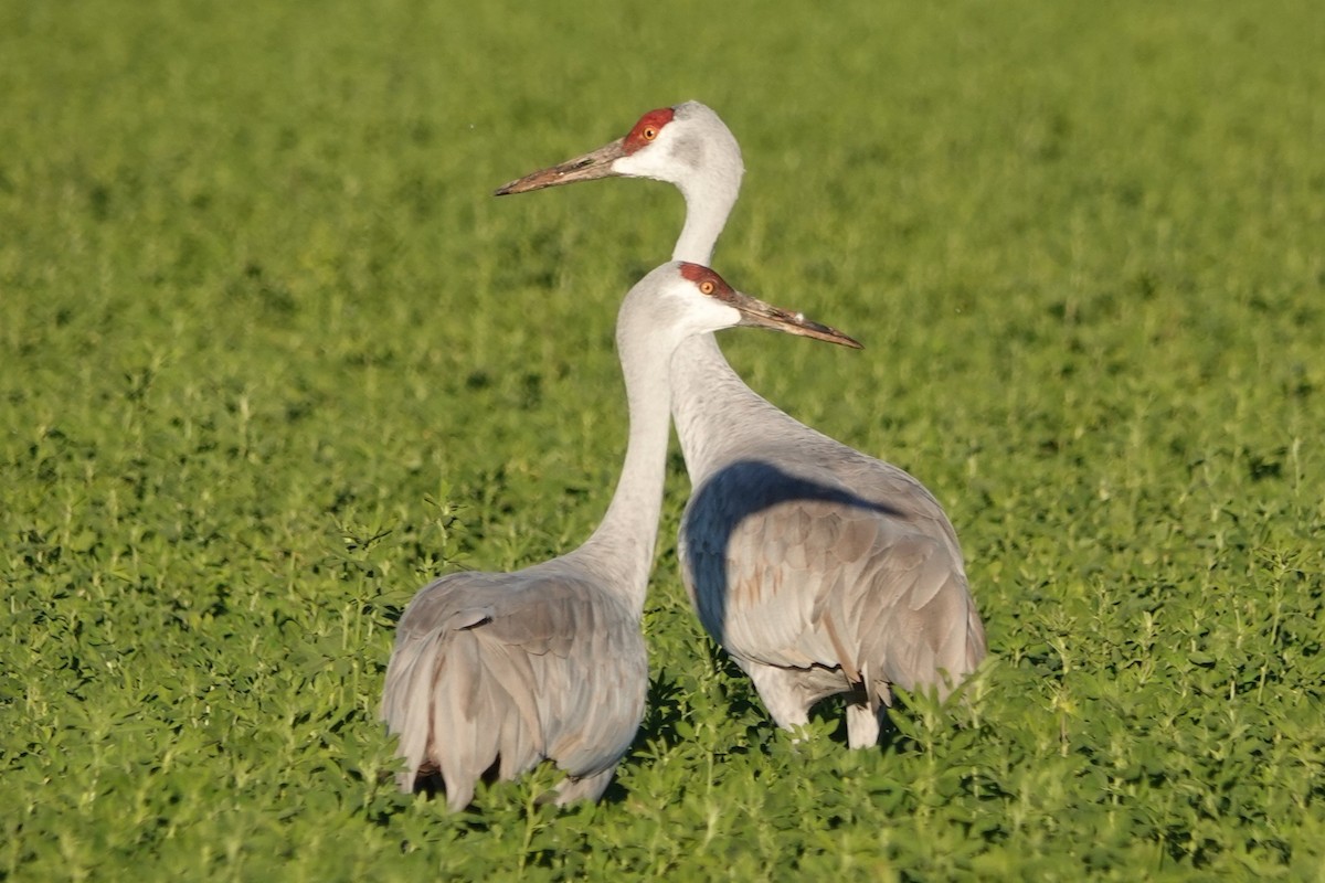 Kanada Turnası - ML646777036