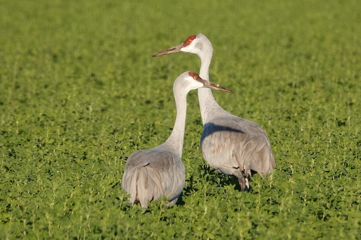 Kanada Turnası - ML646777038