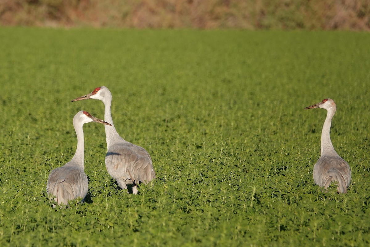 Kanada Turnası - ML646777040