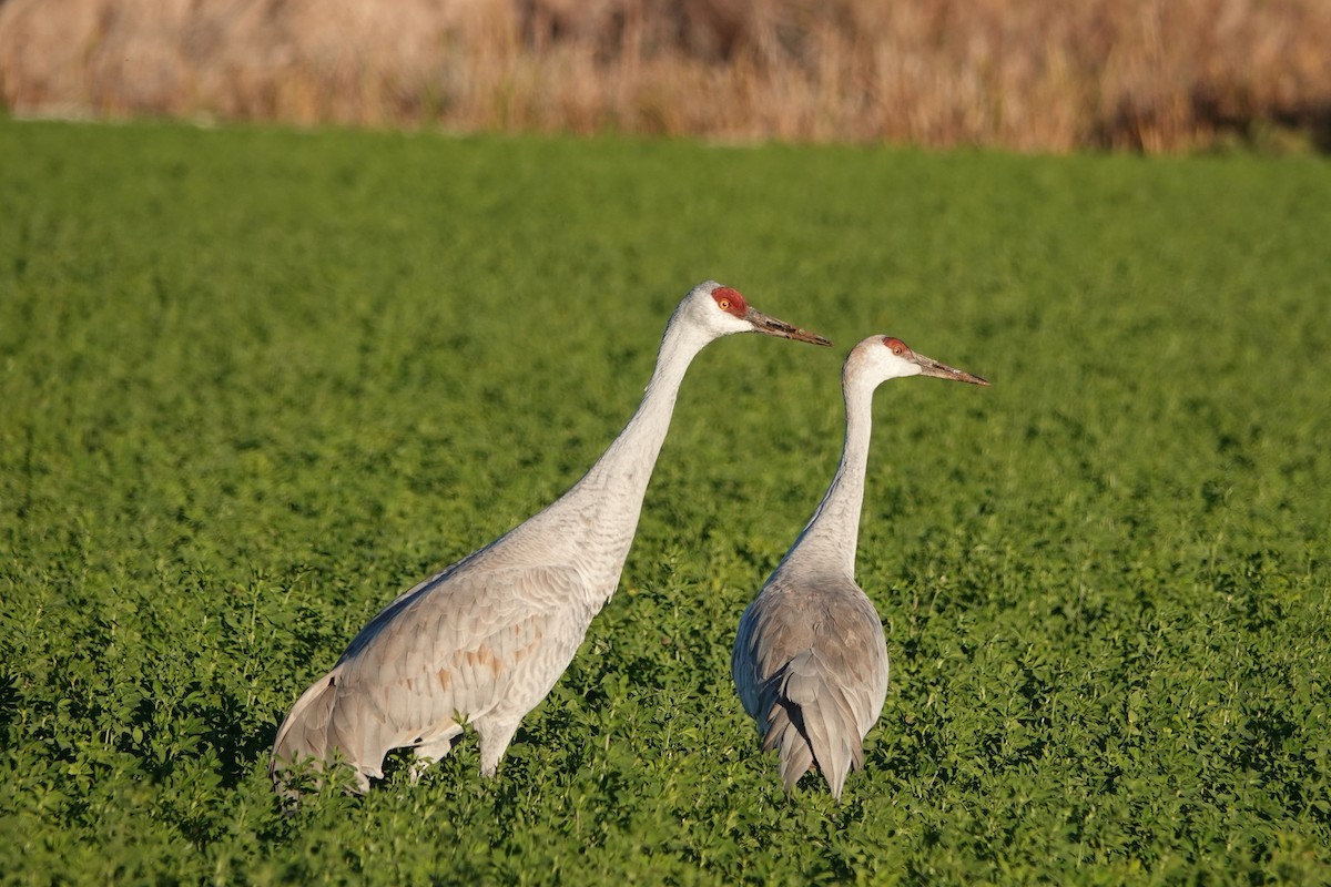 Kanada Turnası - ML646777041