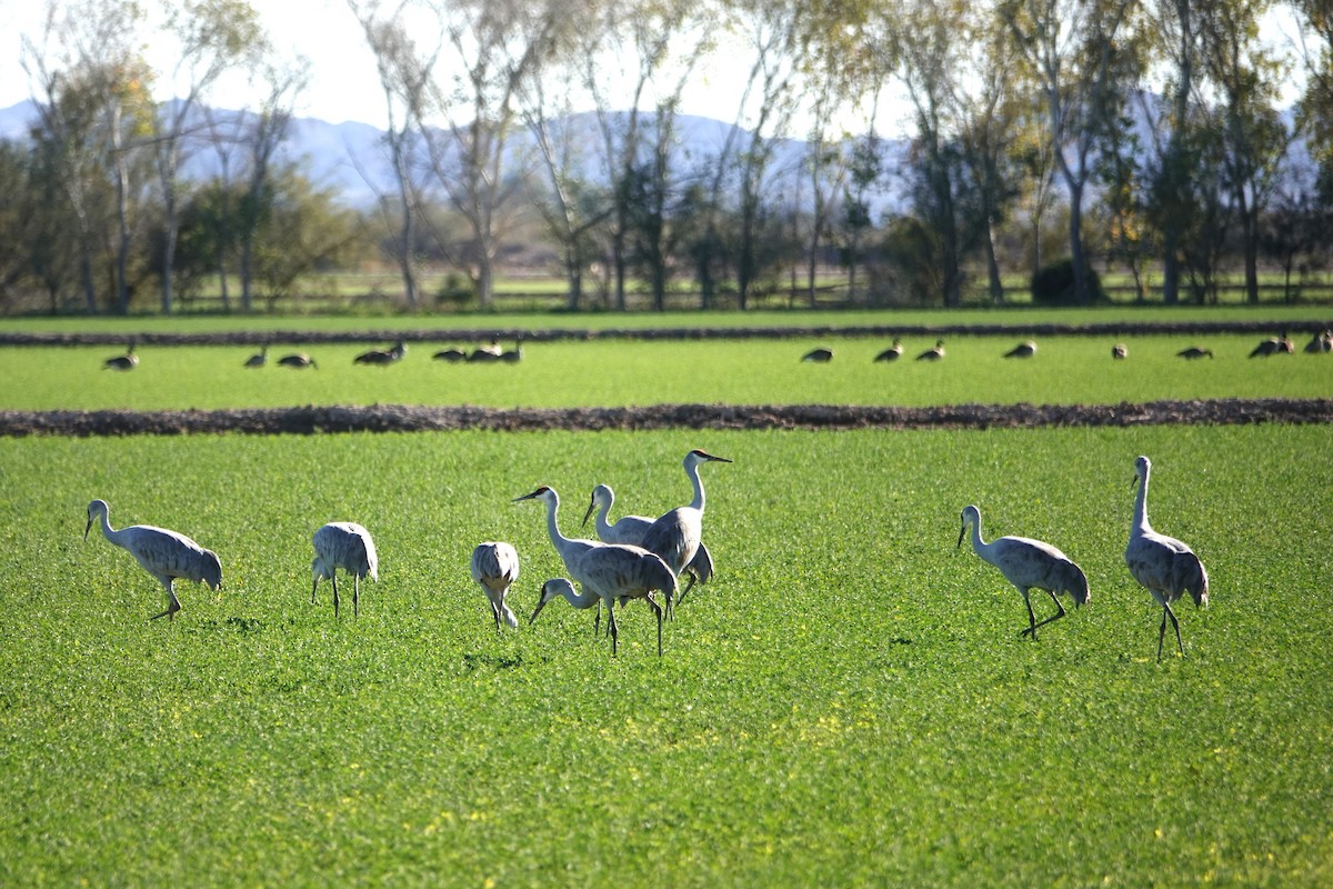 Kanada Turnası - ML646777043