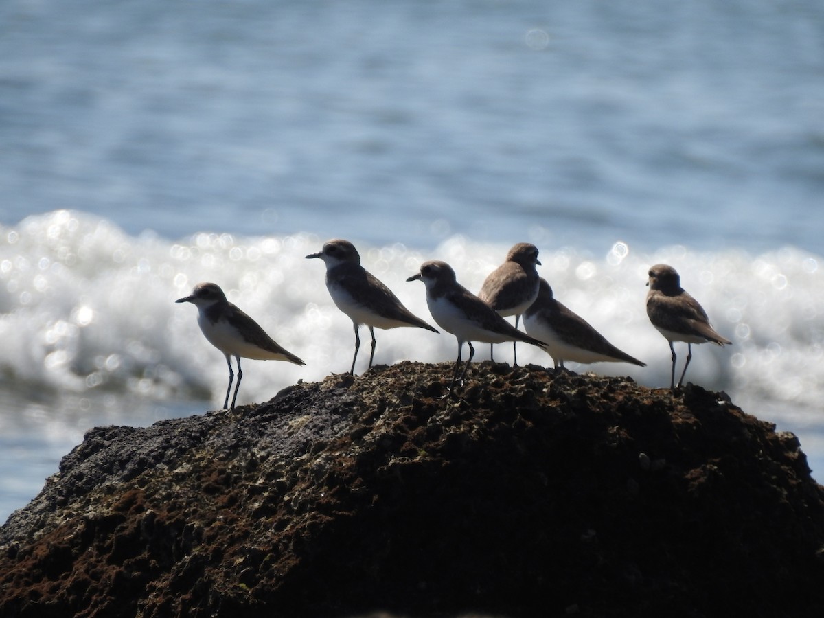 Tibetan Sand-Plover - ML646777045