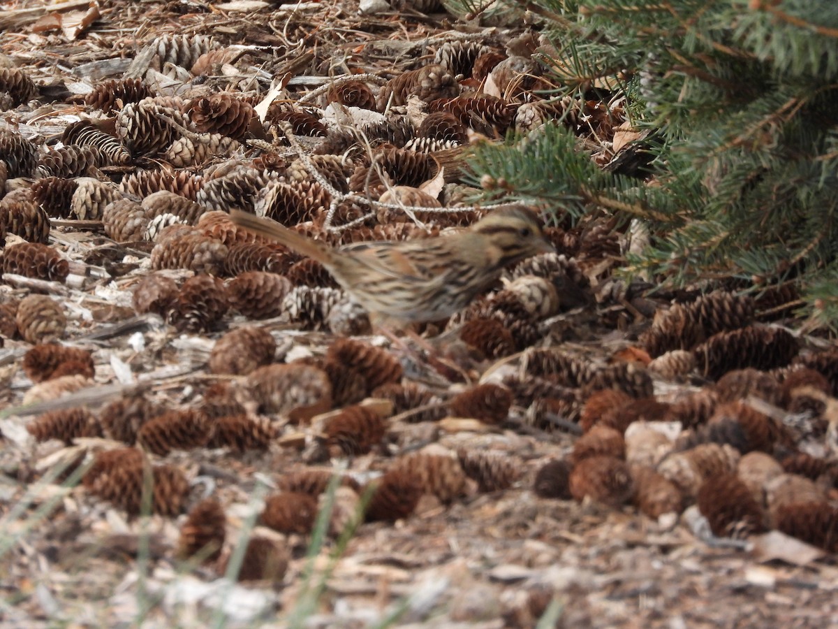 Song Sparrow - ML646777046