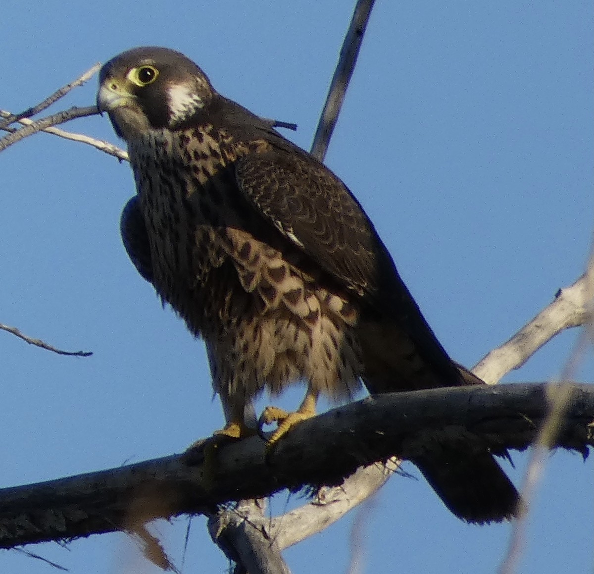 Сапсан - ML646777048