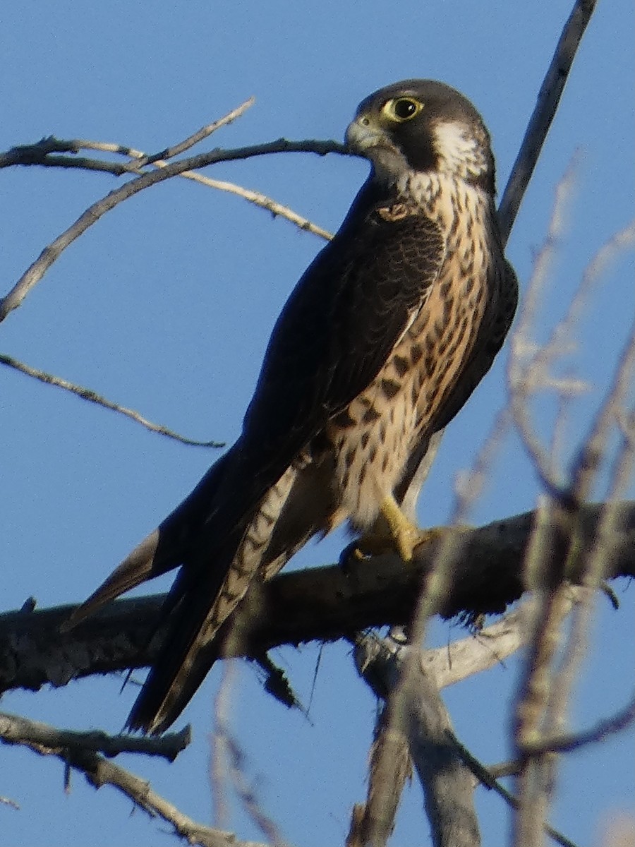 Сапсан - ML646777049