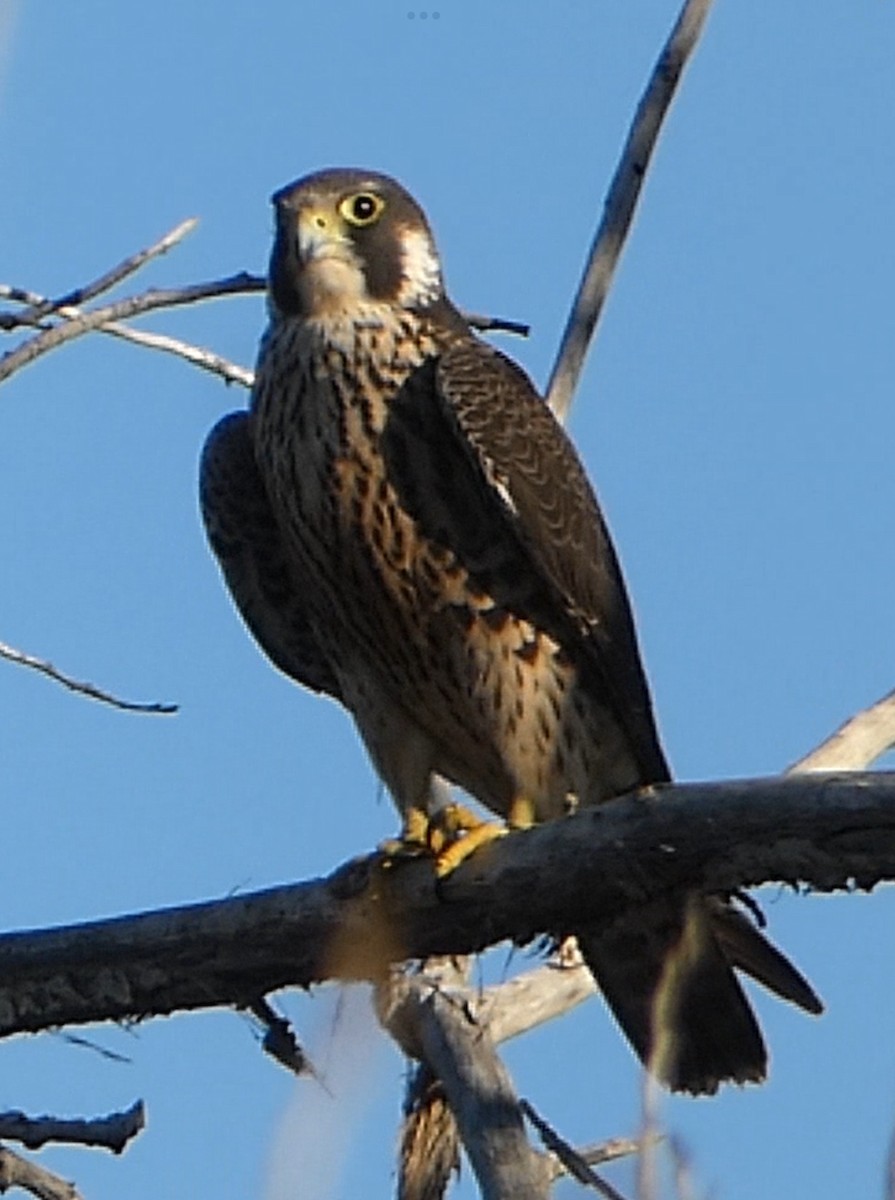 Сапсан - ML646777050