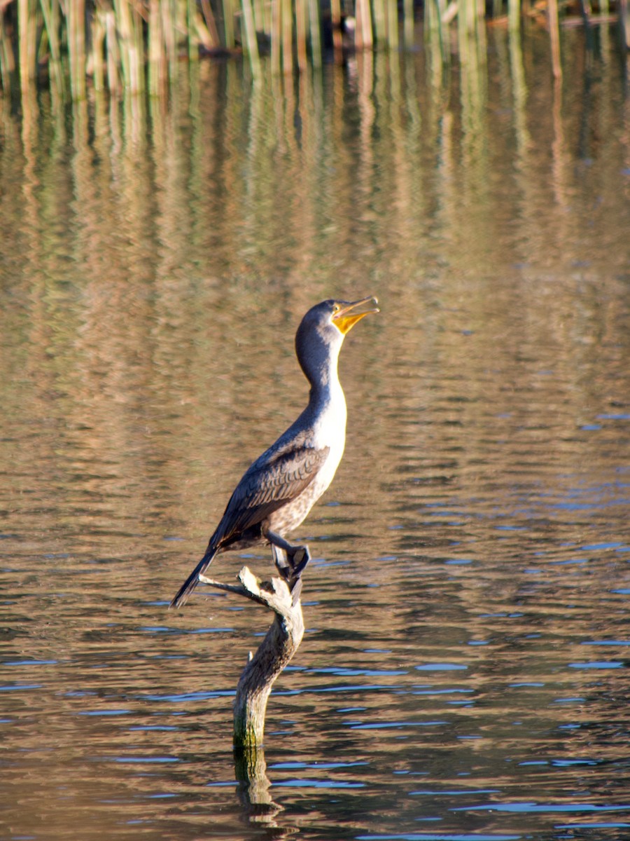 Ушастый баклан - ML646777051