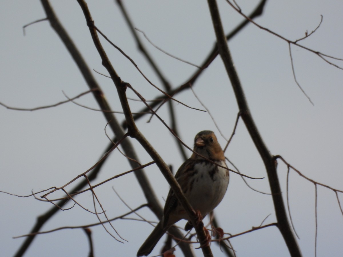Harris's Sparrow - ML646777053