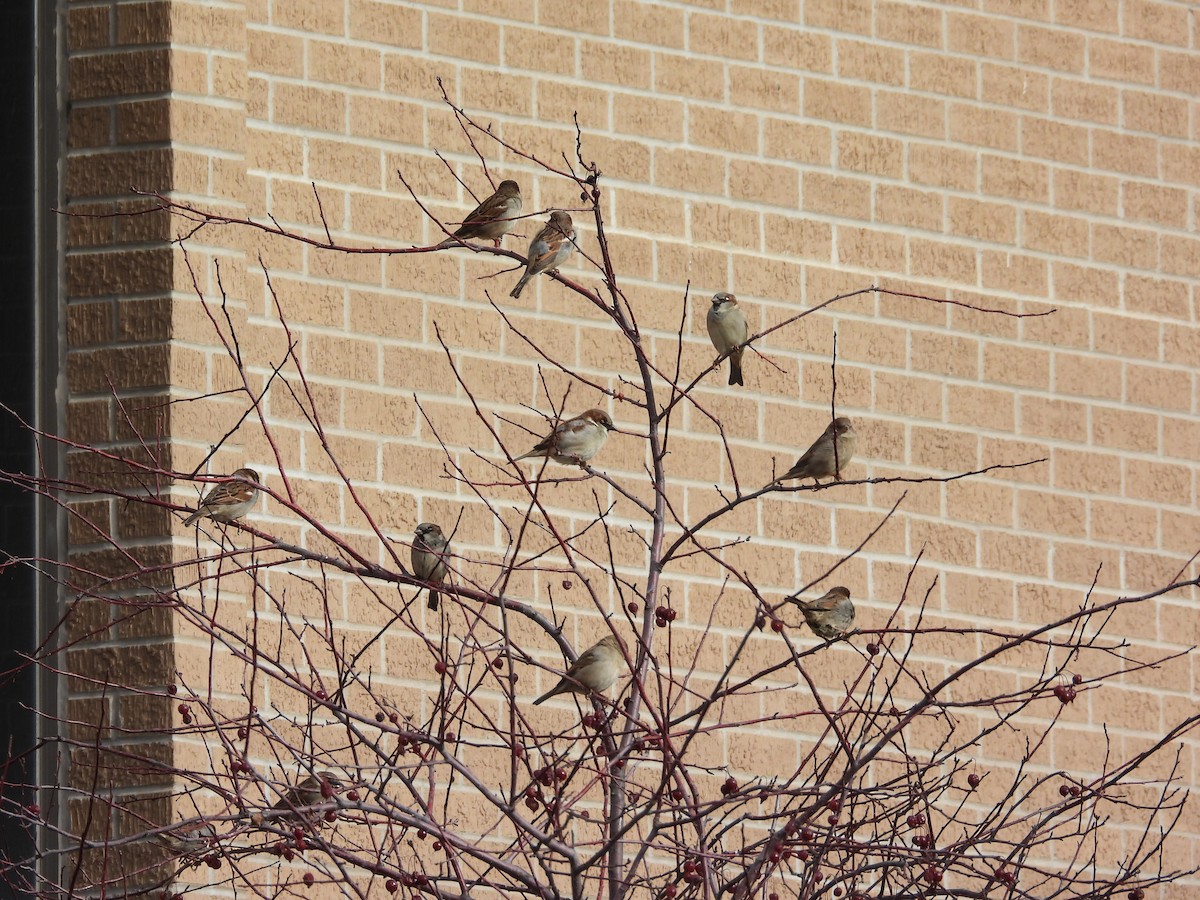 דרור הבית - ML646777055