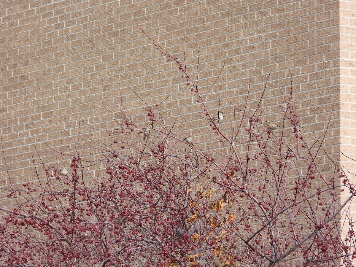 דרור הבית - ML646777056