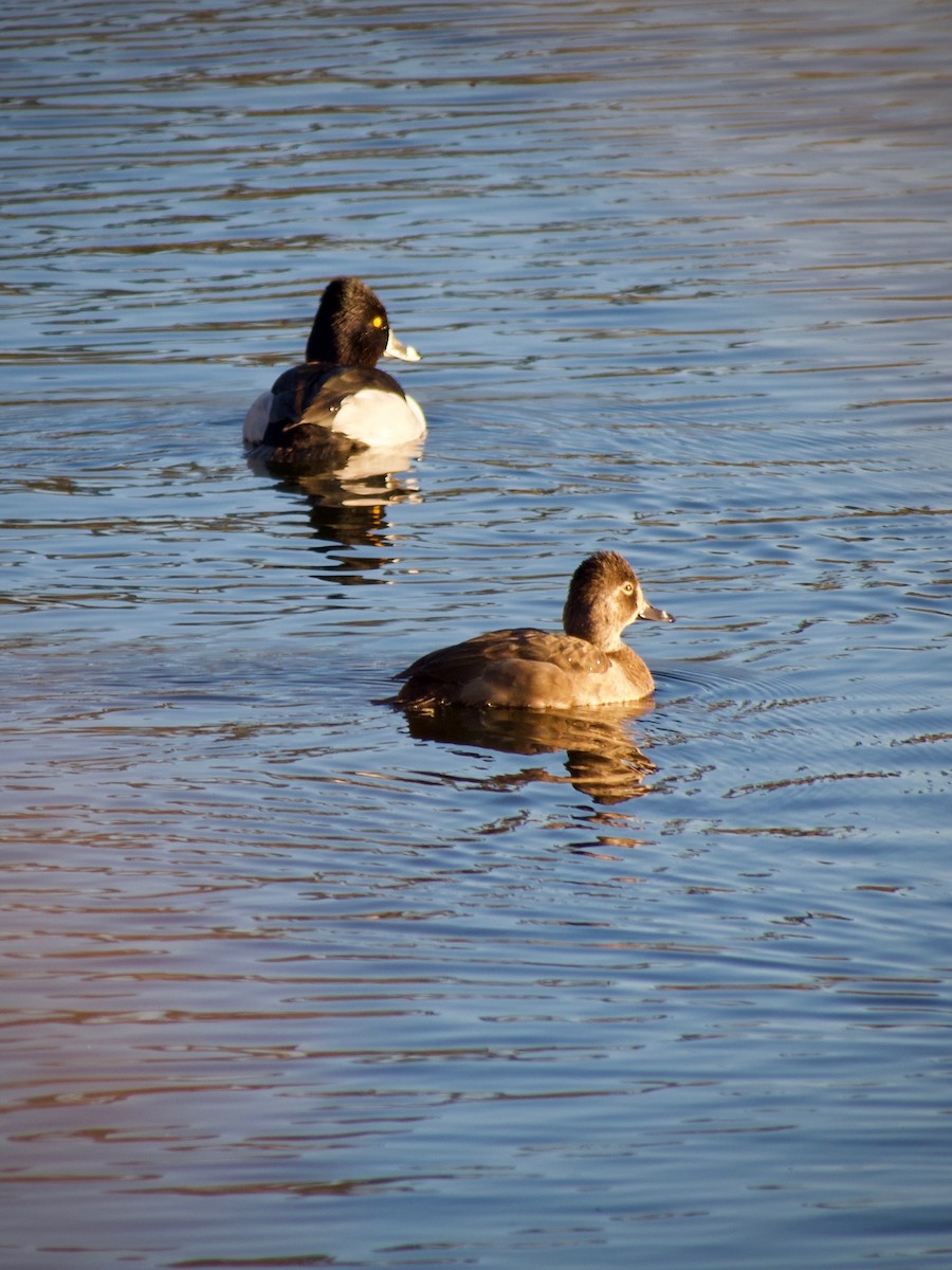 Кольчатая чернеть - ML646777058
