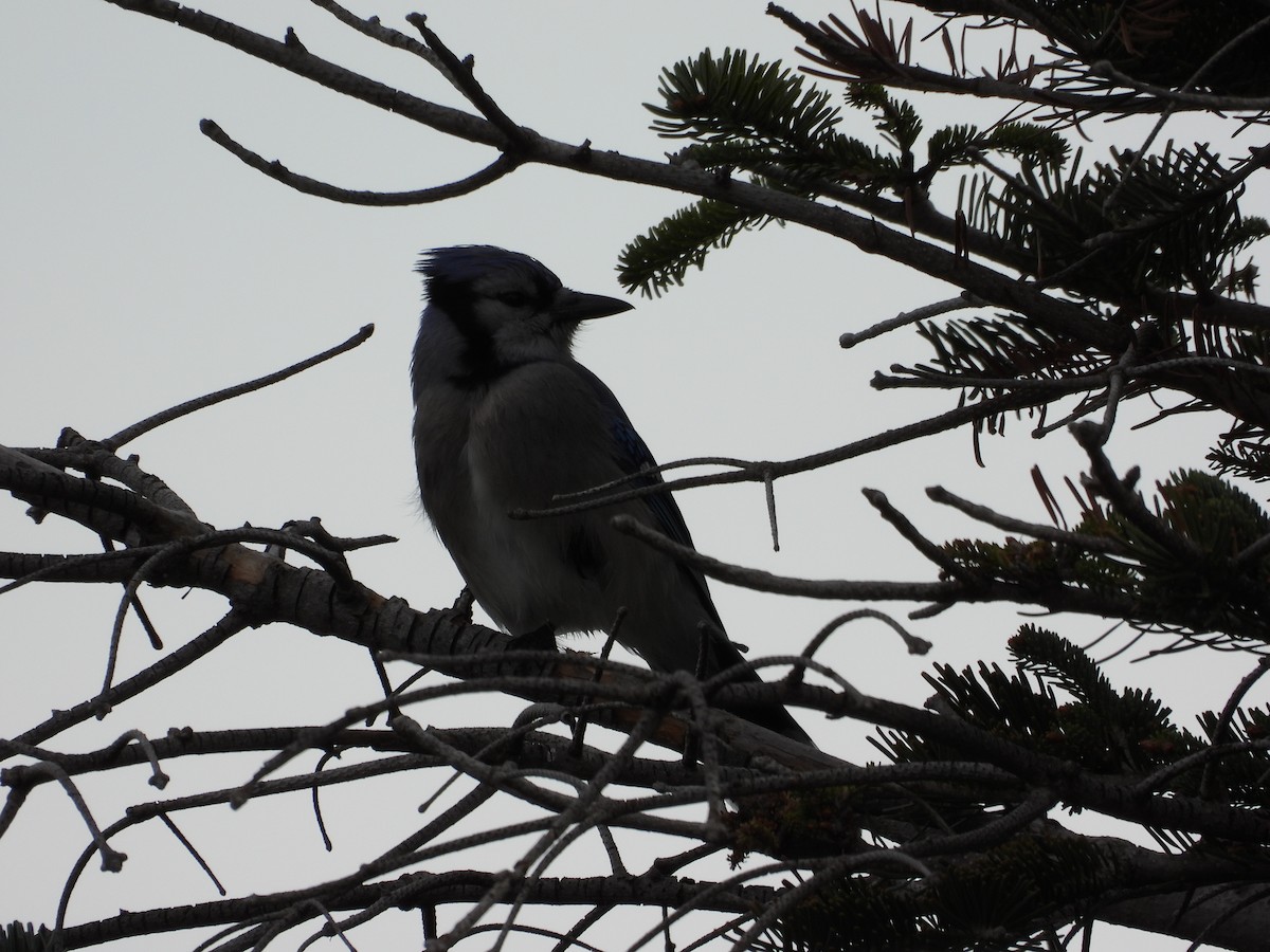 Blue Jay - ML646777061