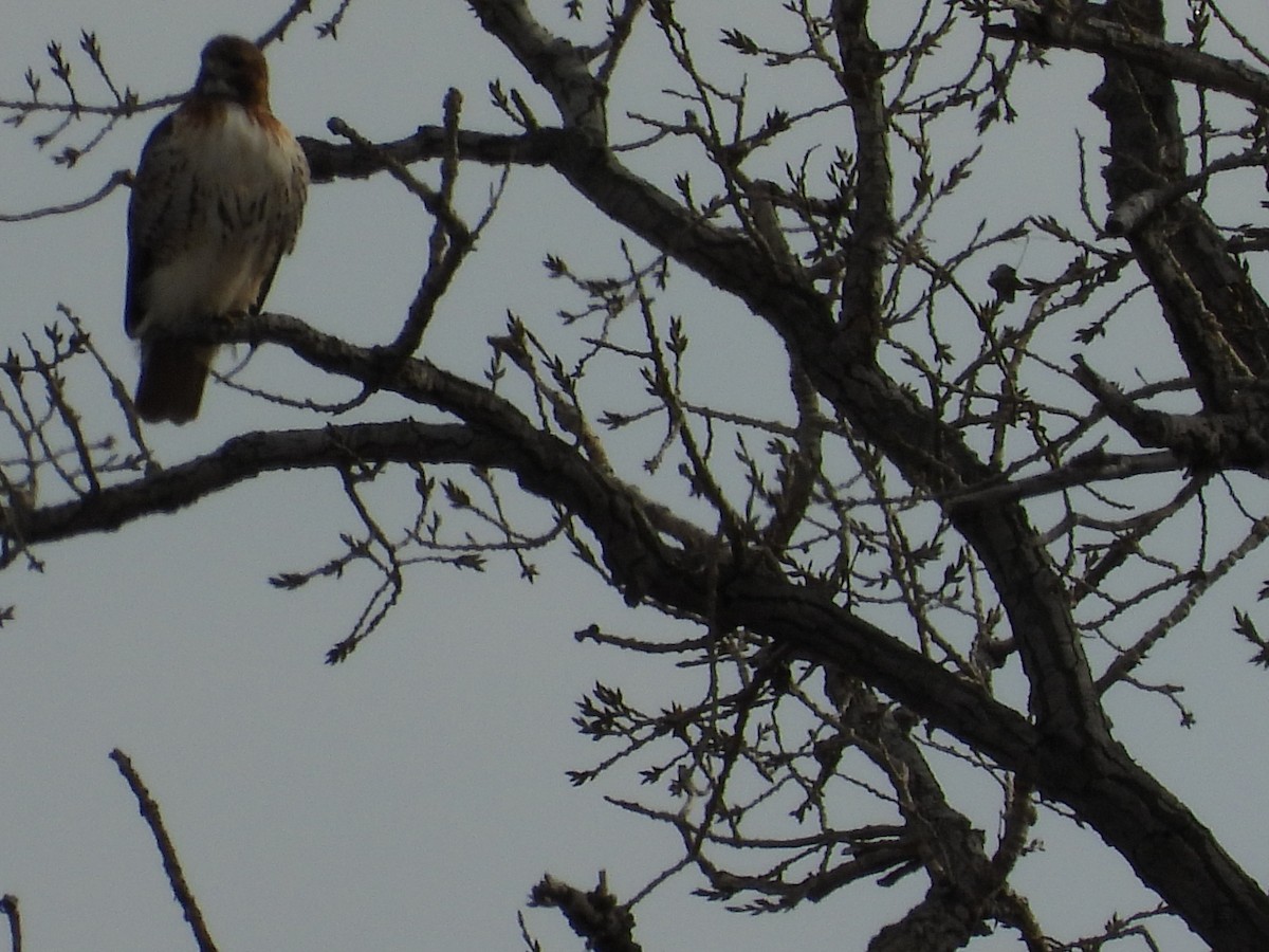 Red-tailed Hawk - ML646777063
