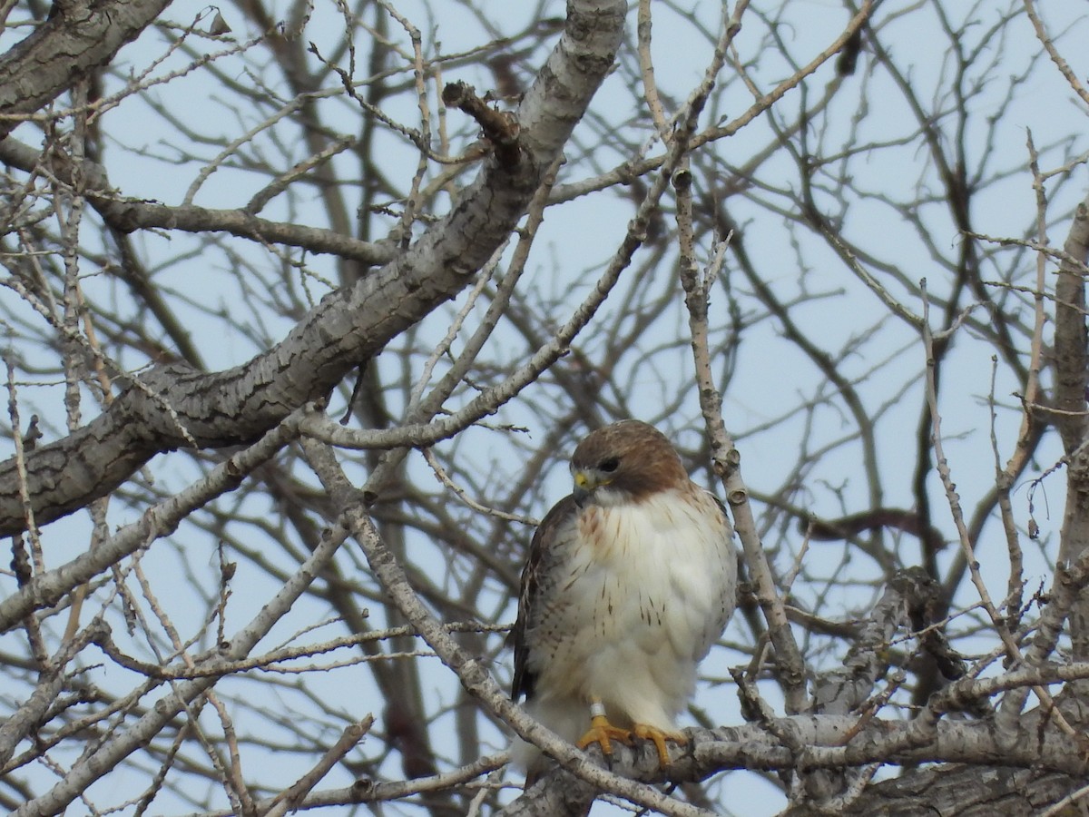 Red-tailed Hawk - ML646777064