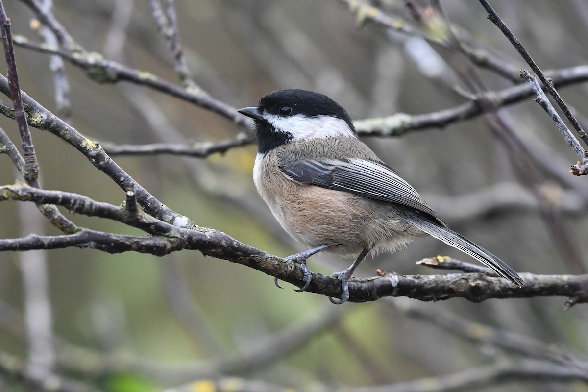 Black-capped Chickadee - ML646777065