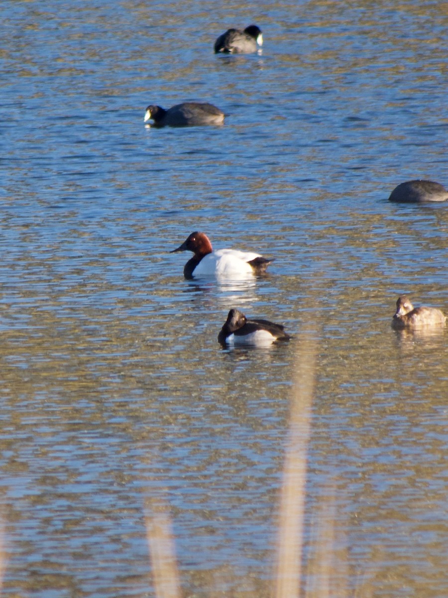 Porrón Coacoxtle - ML646777071
