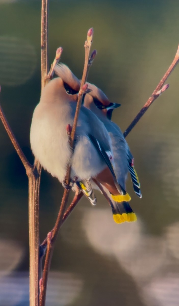 Шивэр энхэт бялзуухай - ML646777074