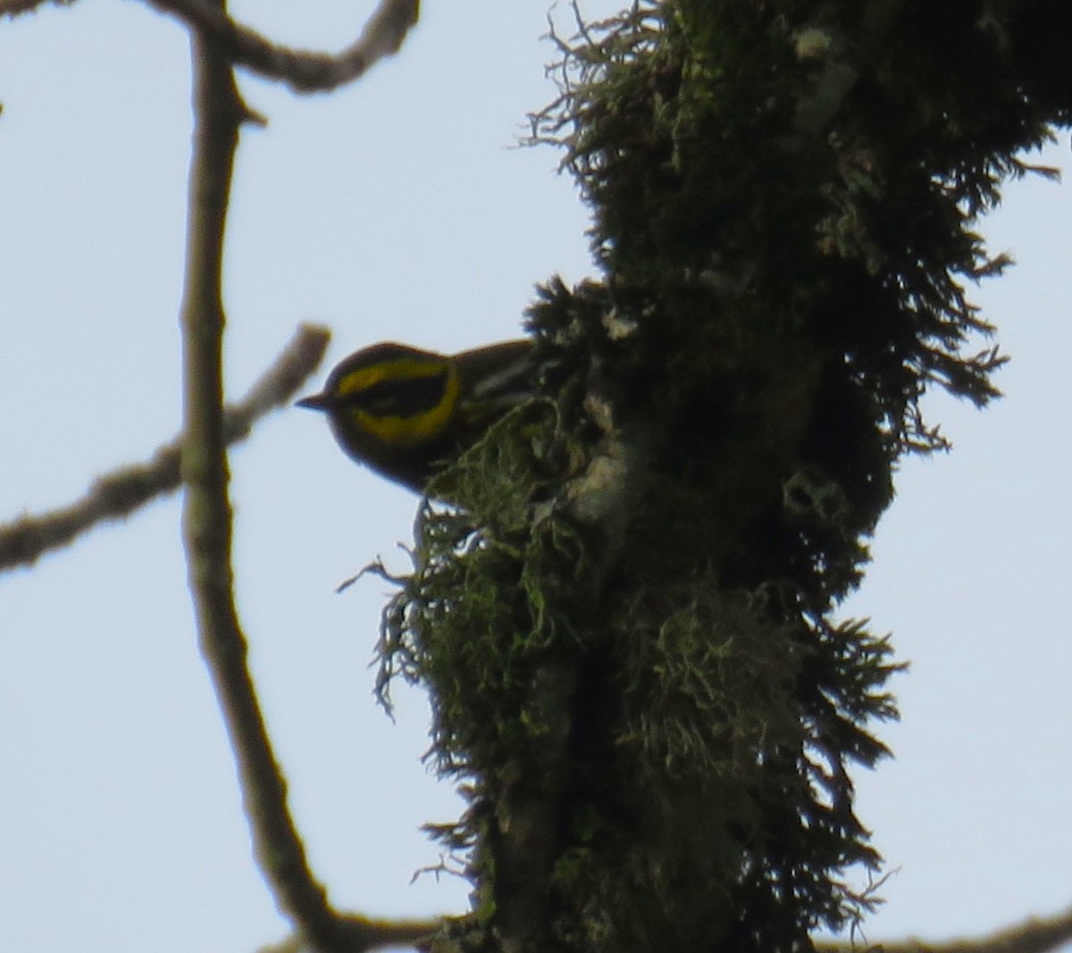 Townsend Ötleğeni - ML646777075