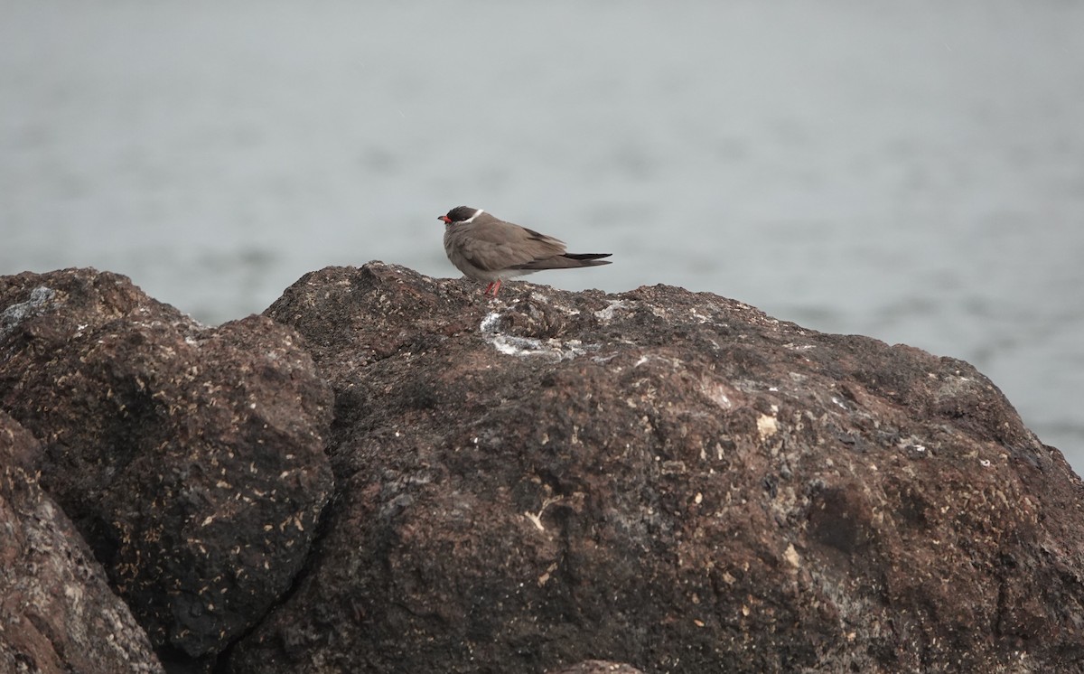 Скальная тиркушка - ML646777078