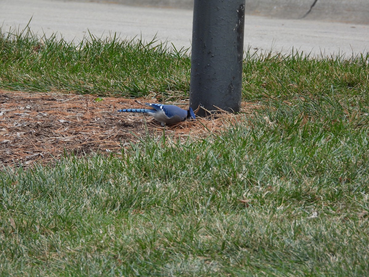 Blue Jay - ML646777083