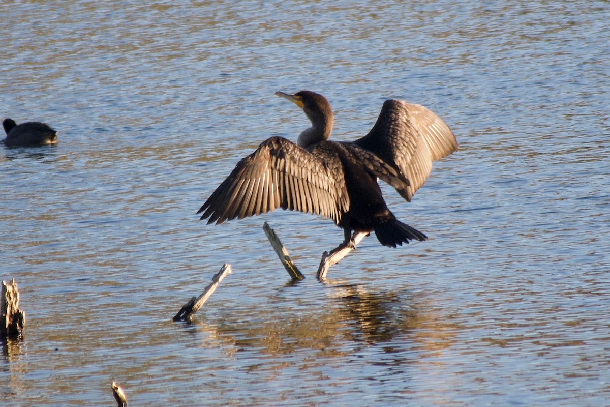 Ушастый баклан - ML646777085