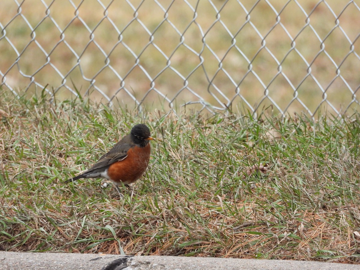 American Robin - ML646777089