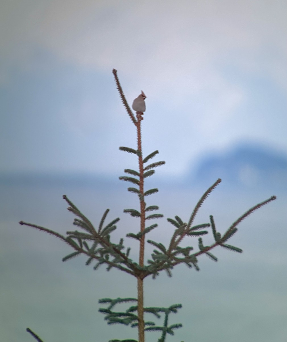 Шивэр энхэт бялзуухай - ML646777090