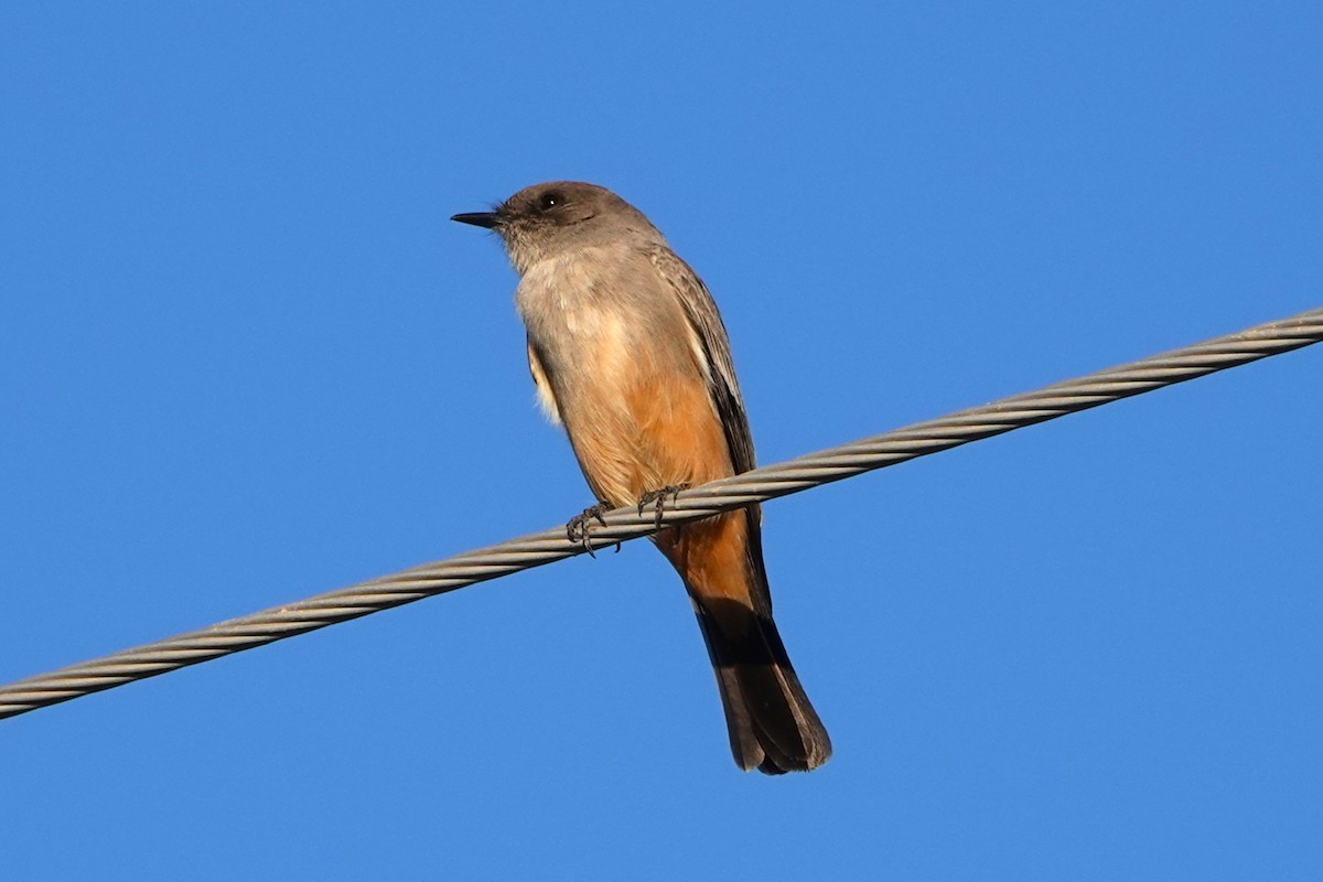 Say Fibisi - ML646777092