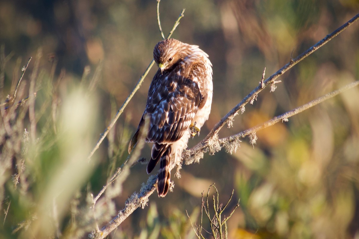 Красноплечий канюк (elegans) - ML646777095