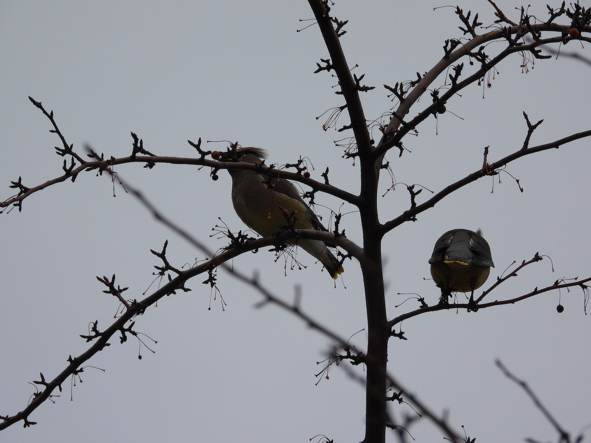 Cedar Waxwing - ML646777099