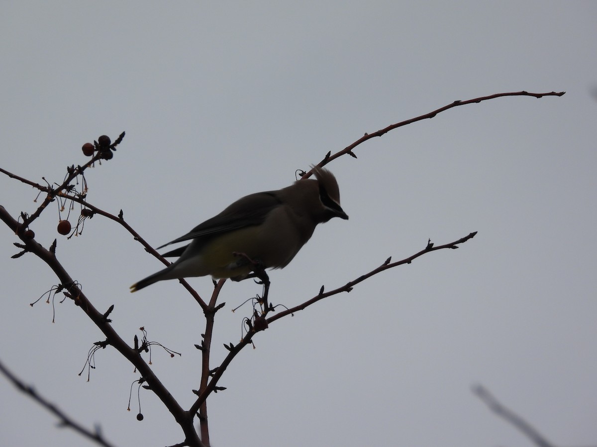 Cedar Waxwing - ML646777100