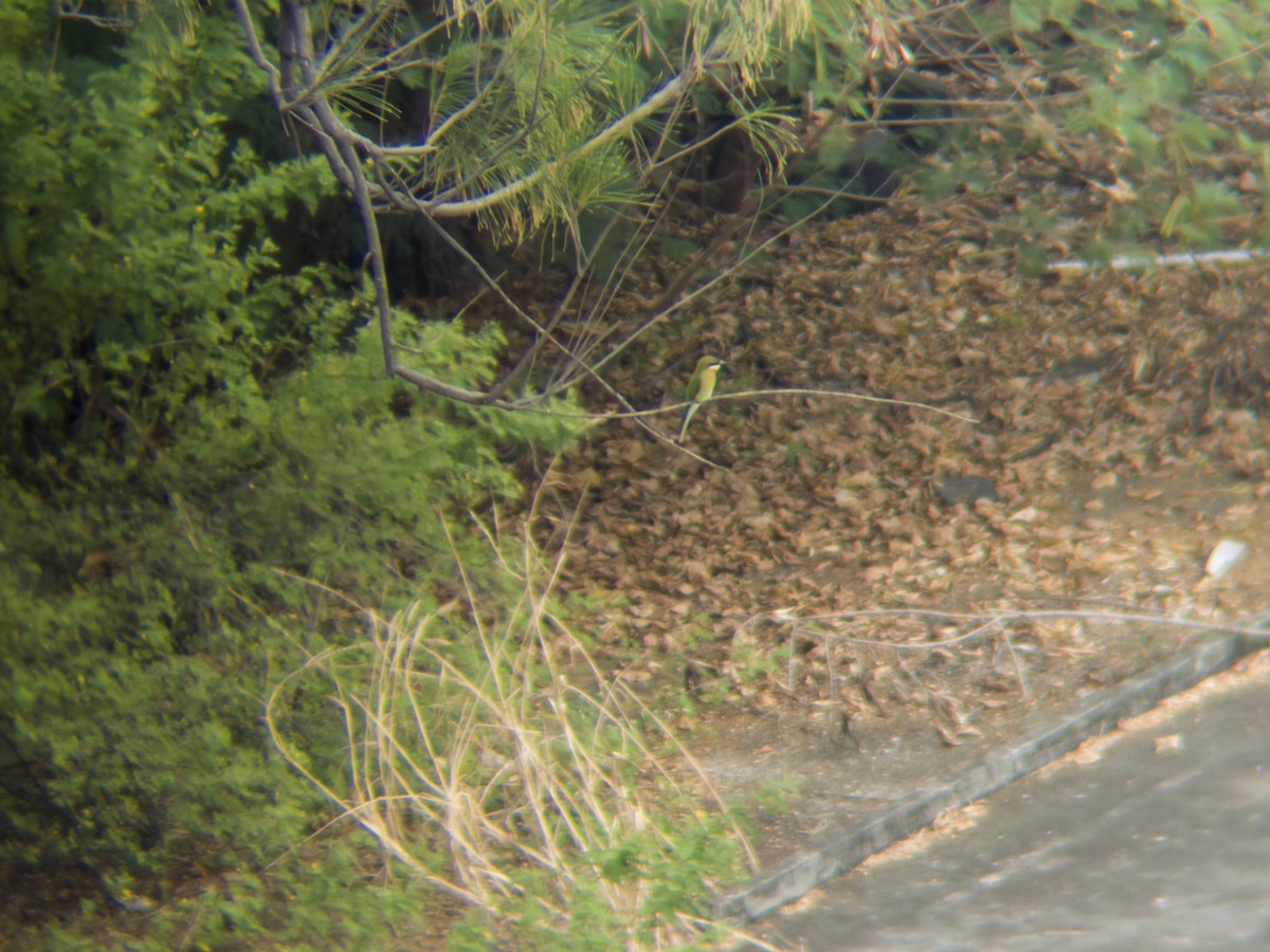 Blue-tailed Bee-eater - ML646777104