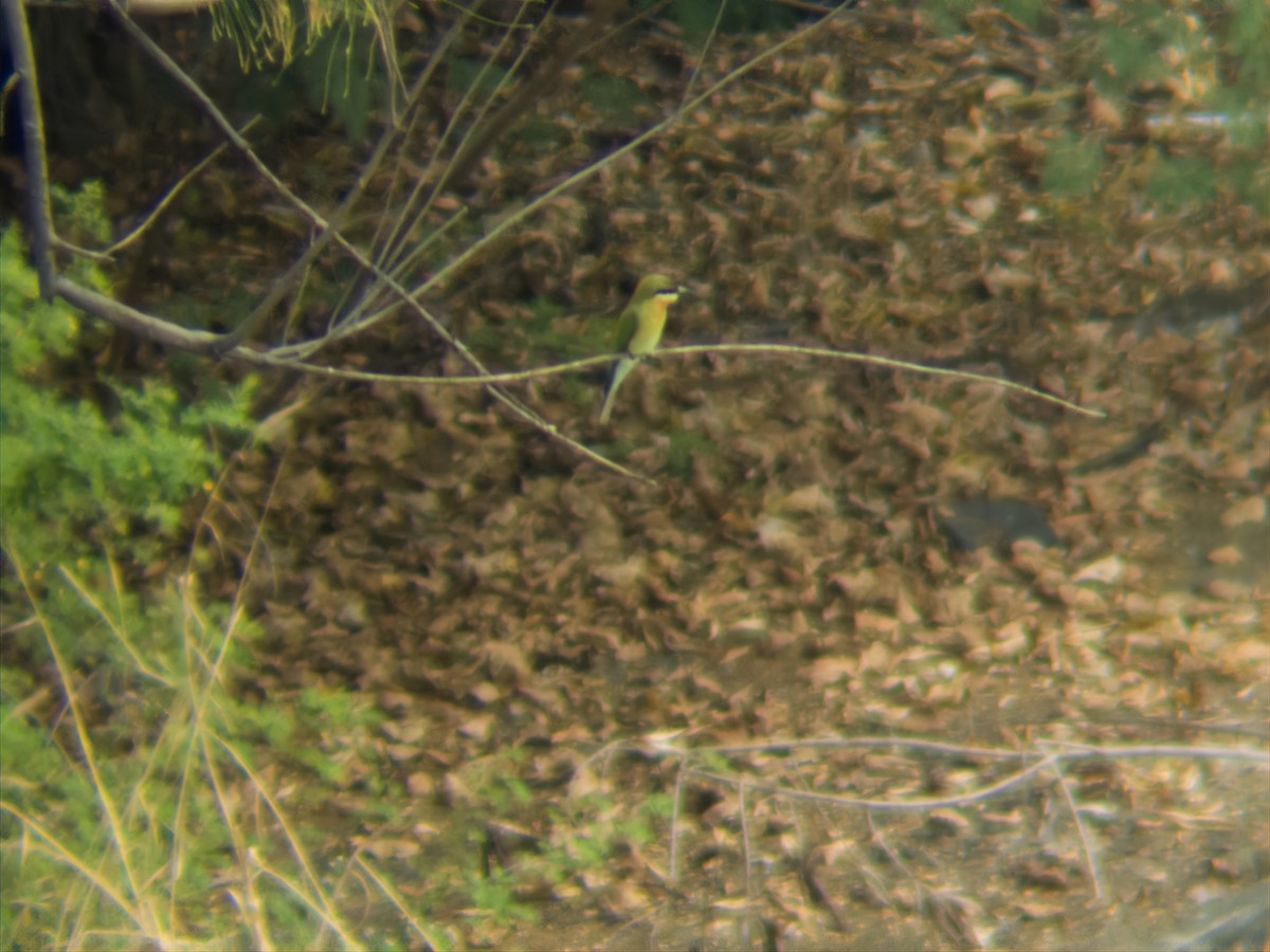 Blue-tailed Bee-eater - ML646777105