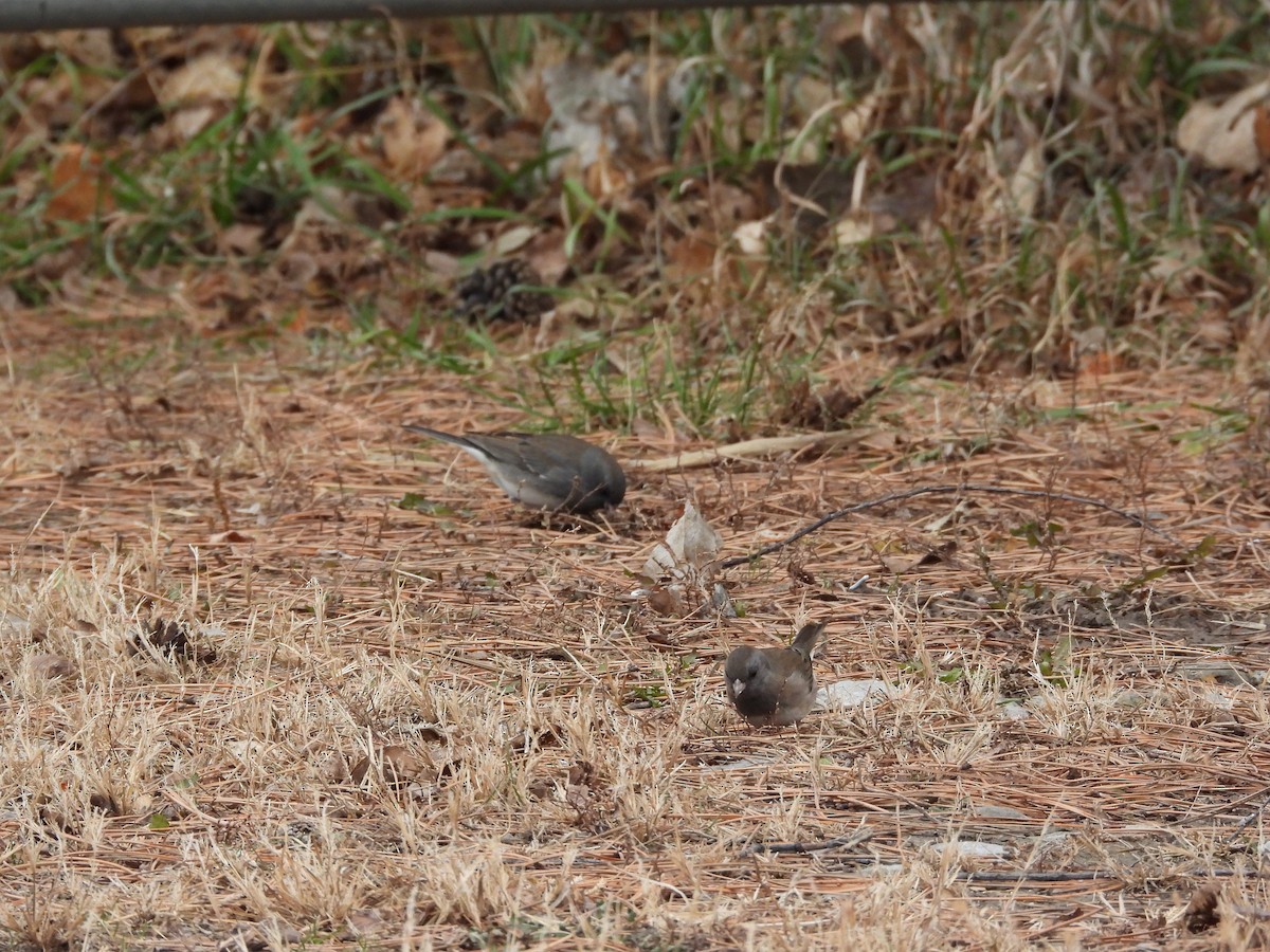 Dark-eyed Junco - ML646777108
