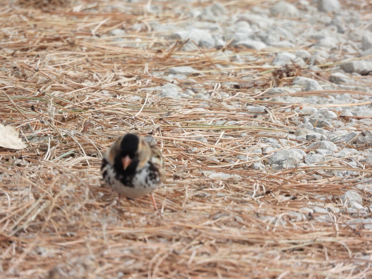 Harris's Sparrow - ML646777110