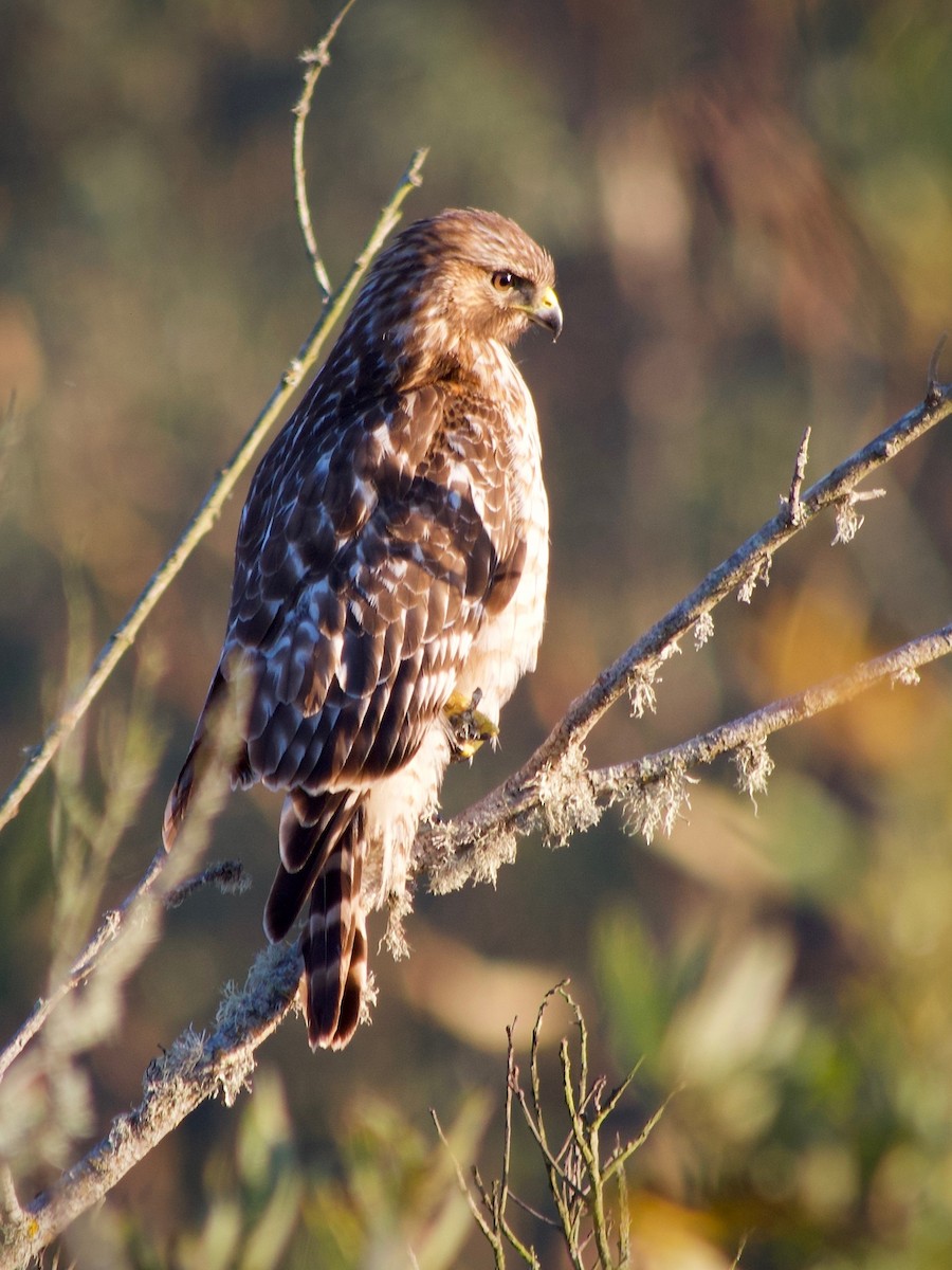 Красноплечий канюк (elegans) - ML646777111
